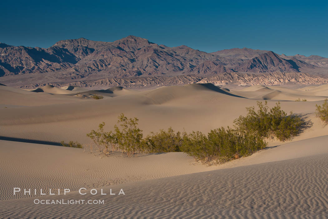 Sand Dunes, California.  Near Stovepipe Wells lies a region of sand dunes, some of them hundreds of feet tall. Death Valley National Park, USA, natural history stock photograph, photo id 15603
