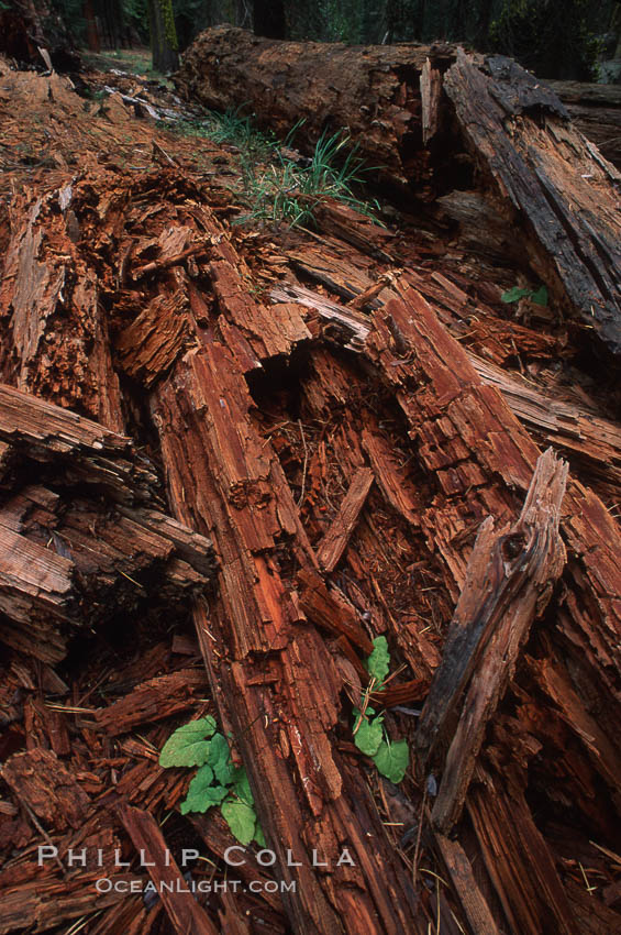 Decomposing redwood. Yosemite National Park, California, USA, natural history stock photograph, photo id 05460