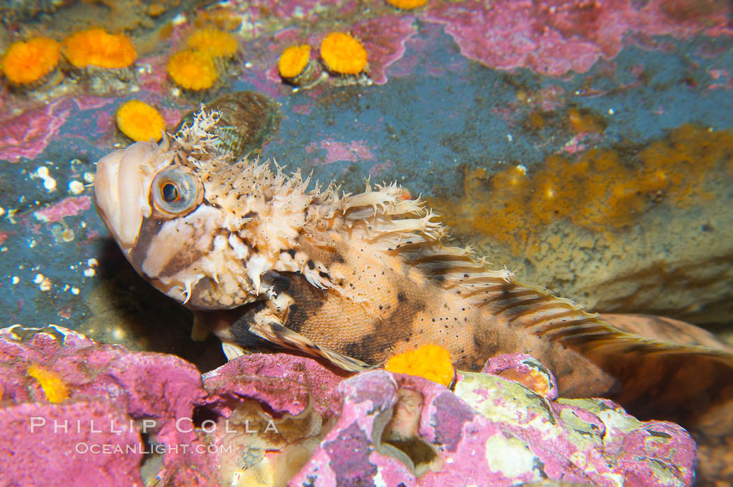Decorated warbonnet.  The elaborate cirri on the warbonnets head may help to camoflage it among the rocks and crevices that it inhabits., Chirolophis decoratus, natural history stock photograph, photo id 13706