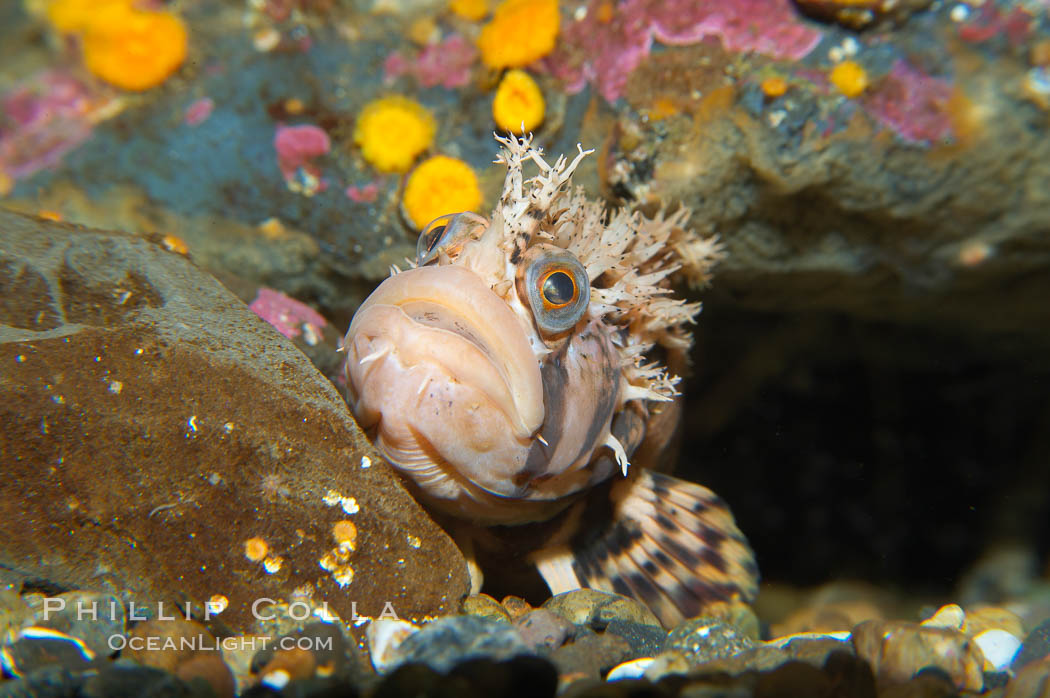 Decorated warbonnet.  The elaborate cirri on the warbonnets head may help to camoflage it among the rocks and crevices that it inhabits., Chirolophis decoratus, natural history stock photograph, photo id 13712