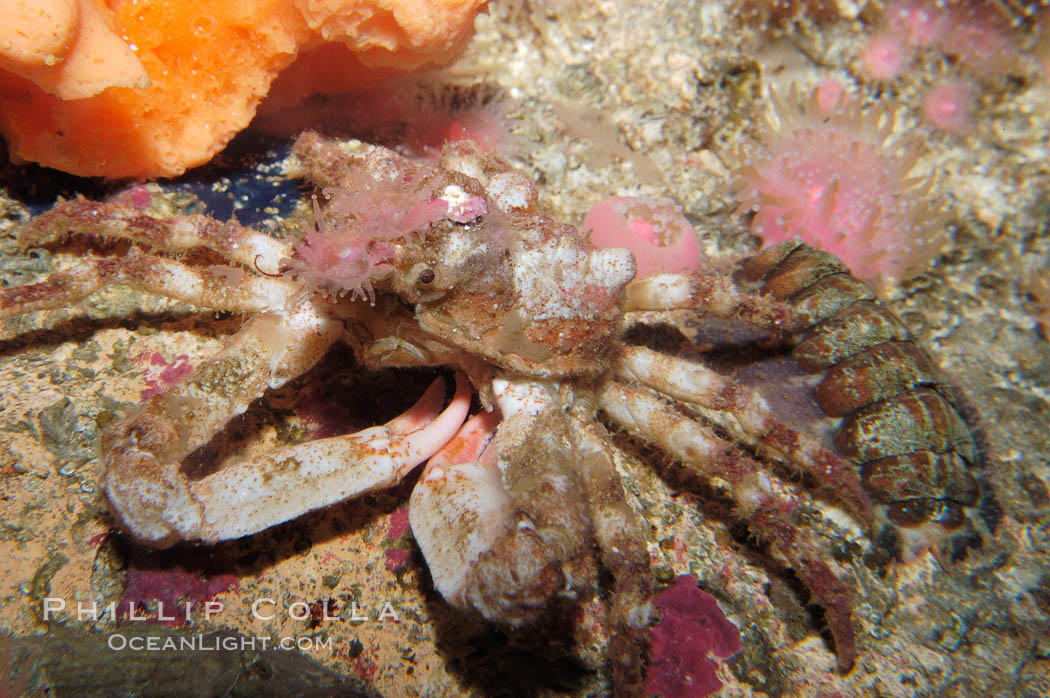 Decorator crab., Loxorhynchus crispetus, natural history stock photograph, photo id 09002