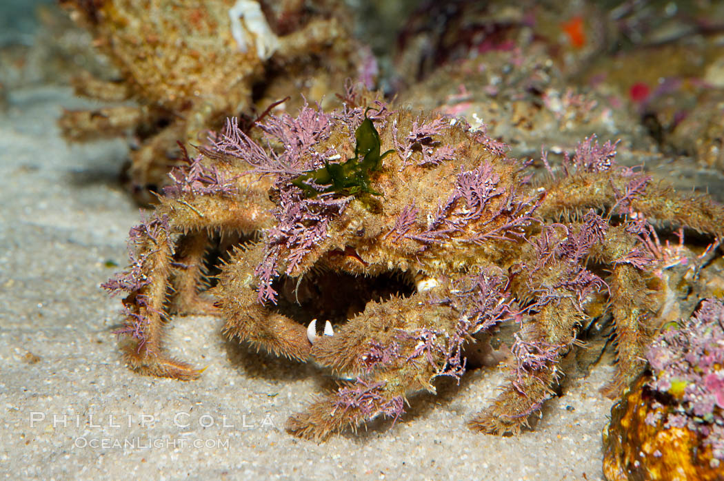 Decorator crab., Loxorhynchus crispetus, natural history stock photograph, photo id 14552