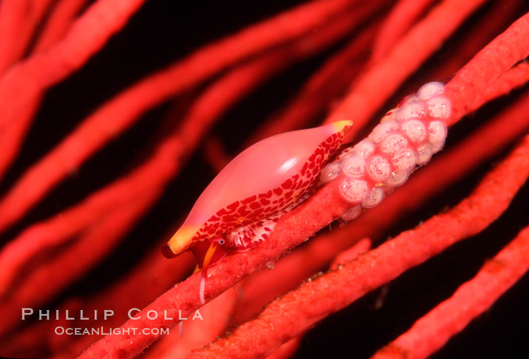 Simnia and egg cluster on gorgonian. Anacapa Island, California, USA, Delonovolva aequalis, natural history stock photograph, photo id 02556