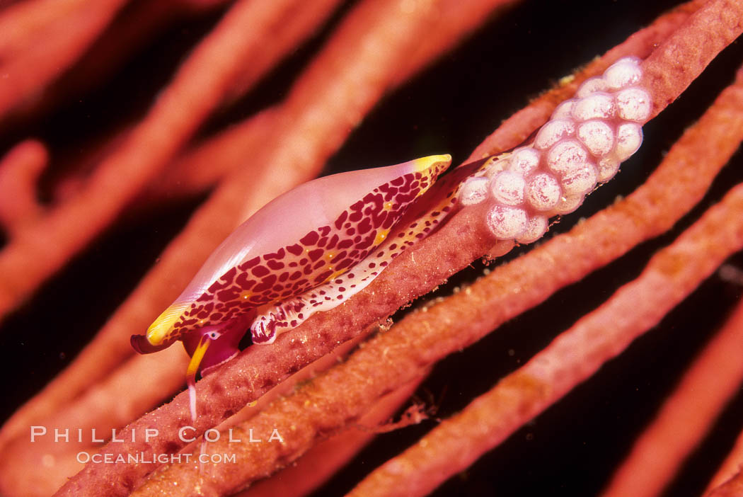 Simnia and egg cluster on gorgonian. Anacapa Island, California, USA, Delonovolva aequalis, natural history stock photograph, photo id 07025