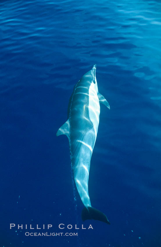 Pacific common dolphin. San Diego, California, USA, Delphinus delphis, natural history stock photograph, photo id 01159