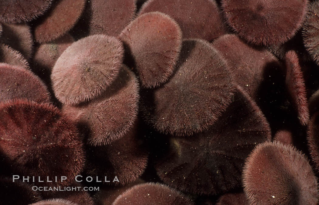 Sand dollars. La Jolla, California, USA, Dendraster excentricus, natural history stock photograph, photo id 05368