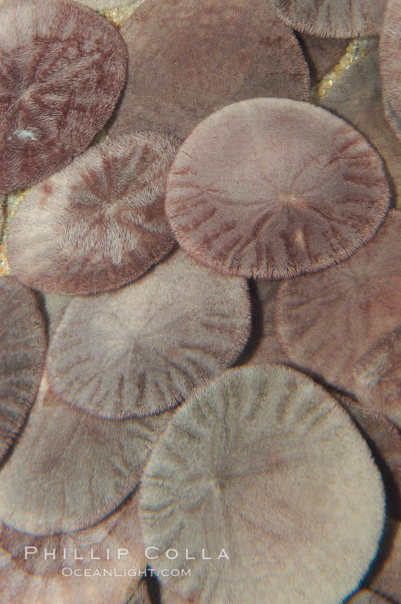 Sand dollars., Dendraster excentricus, natural history stock photograph, photo id 08833