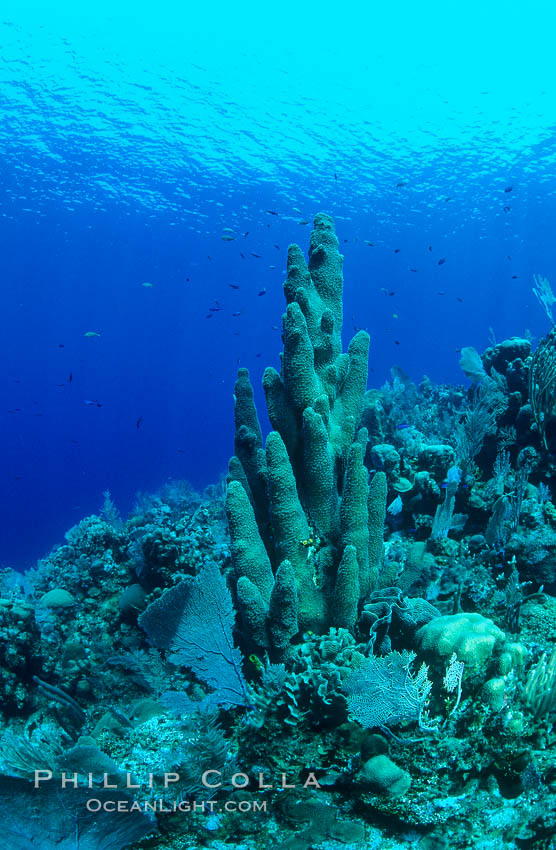 Pillar coral. Roatan, Honduras, Dendrogyra cylindrus, natural history stock photograph, photo id 05572