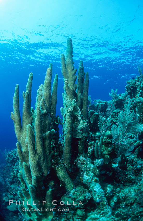 Pillar coral. Roatan, Honduras, Dendrogyra cylindrus, natural history stock photograph, photo id 18503