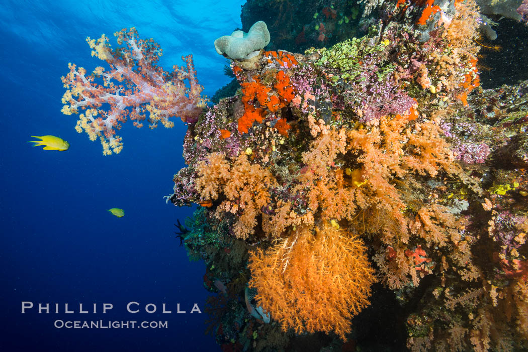 Dendronephthya and Chironephthya Soft Corals on South Pacific Reef, Fiji. Vatu I Ra Passage, Bligh Waters, Viti Levu  Island, Chironephthya, Dendronephthya, natural history stock photograph, photo id 31695