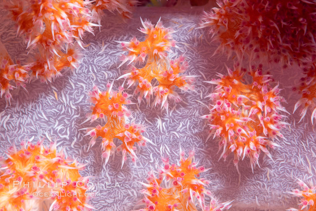 Dendronephthya soft coral detail including polyps and calcium carbonate spicules, Fiji, Dendronephthya, Namena Marine Reserve, Namena Island