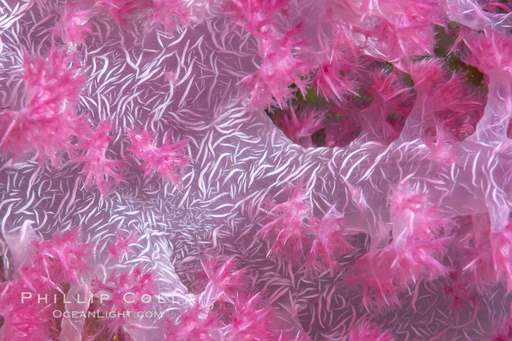 Image 34846, Dendronephthya soft coral detail including polyps and calcium carbonate spicules, Fiji. Namena Marine Reserve, Namena Island, Dendronephthya, Phillip Colla, all rights reserved worldwide. Keywords: alcyonacea, animal, animalia, anthozoa, carnation coral, cnidaria, coral, coral reef, dendronephthya, fiji, fiji islands, fijian islands, island, marine, marine invertebrate, namena island, namena marine reserve, nature, nephtheidae, ocean, oceania, pacific, pacific ocean, polyp, reef, soft coral, south pacific, spicule, tree coral, tropical, underwater.