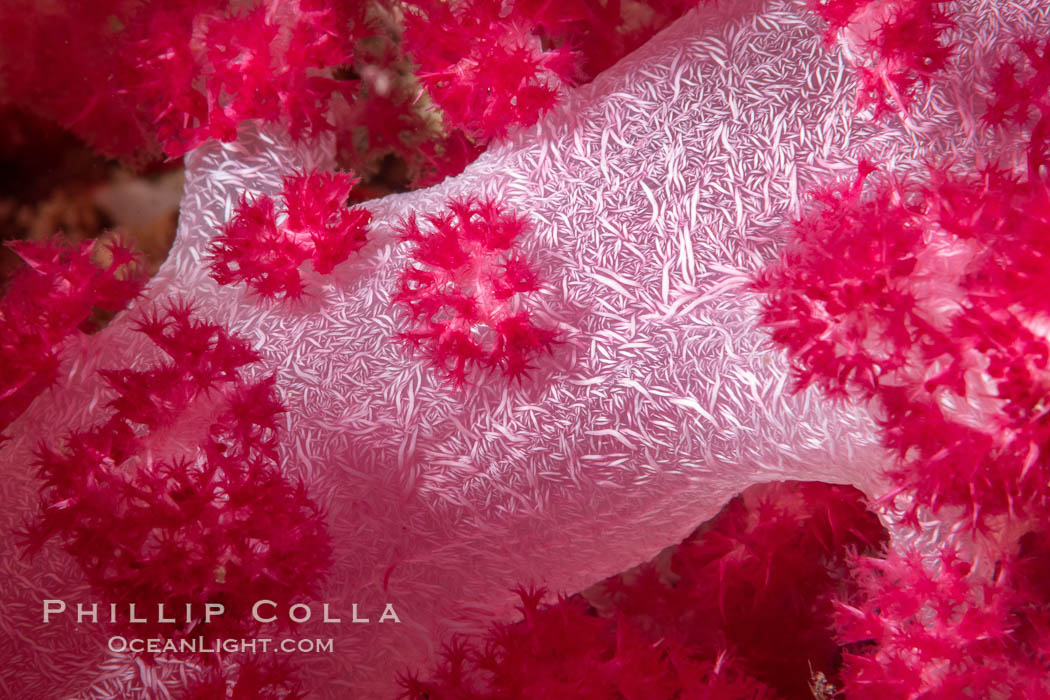 Dendronephthya soft coral detail including polyps and calcium carbonate spicules, Fiji., Dendronephthya, natural history stock photograph, photo id 34918