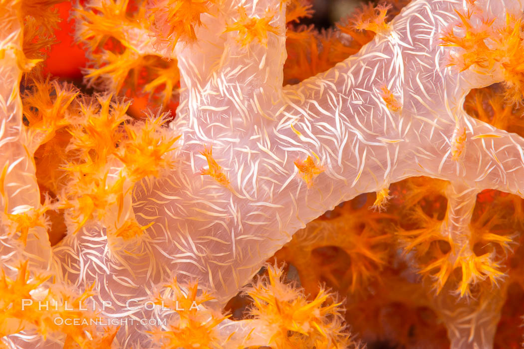 Dendronephthya soft coral detail including polyps and calcium carbonate spicules, Fiji. Namena Marine Reserve, Namena Island, Dendronephthya, natural history stock photograph, photo id 34844