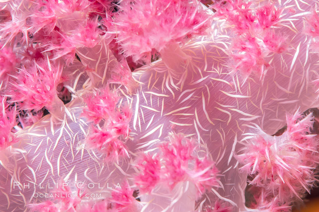 Dendronephthya soft coral detail including polyps and calcium carbonate spicules, Fiji. Namena Marine Reserve, Namena Island, Dendronephthya, natural history stock photograph, photo id 34928