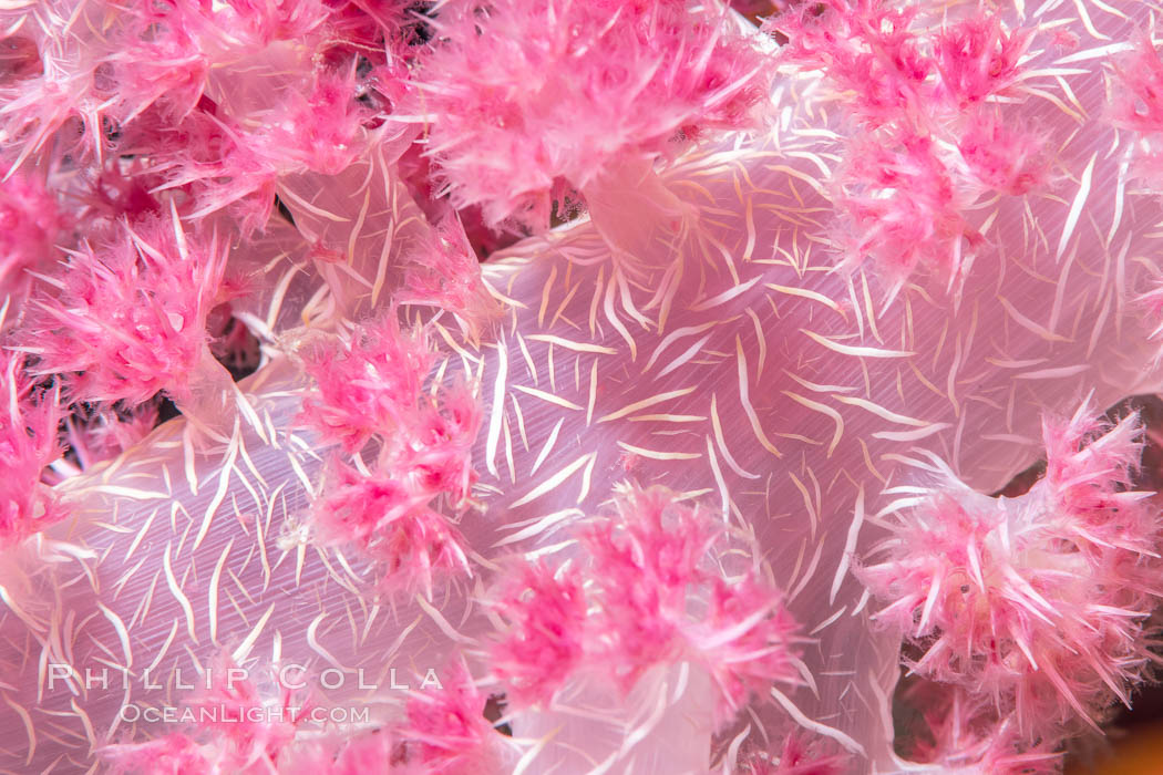 Dendronephthya soft coral detail including polyps and calcium carbonate spicules, Fiji. Namena Marine Reserve, Namena Island, Dendronephthya, natural history stock photograph, photo id 34928