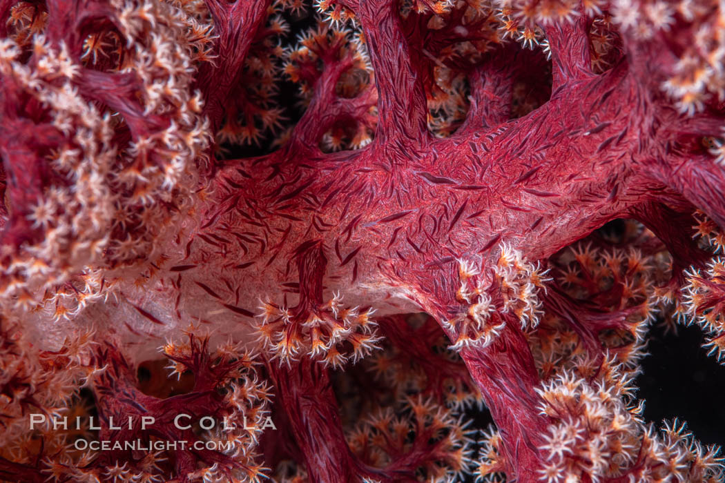 Dendronephthya soft coral detail including polyps and calcium carbonate spicules, Fiji. Namena Marine Reserve, Namena Island, Dendronephthya, natural history stock photograph, photo id 35004