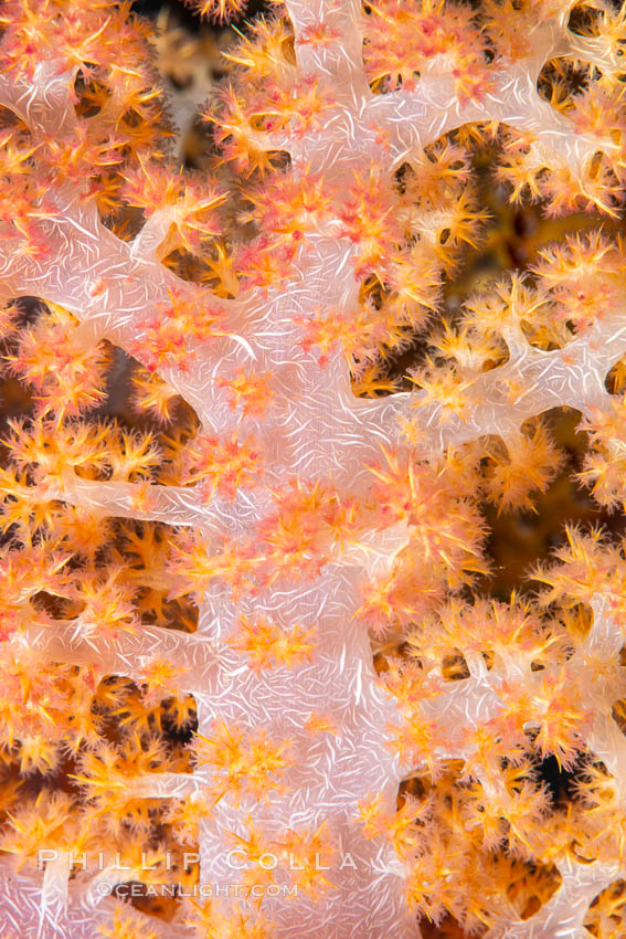 Dendronephthya soft coral detail including polyps and calcium carbonate spicules, Fiji, Dendronephthya, Namena Marine Reserve, Namena Island