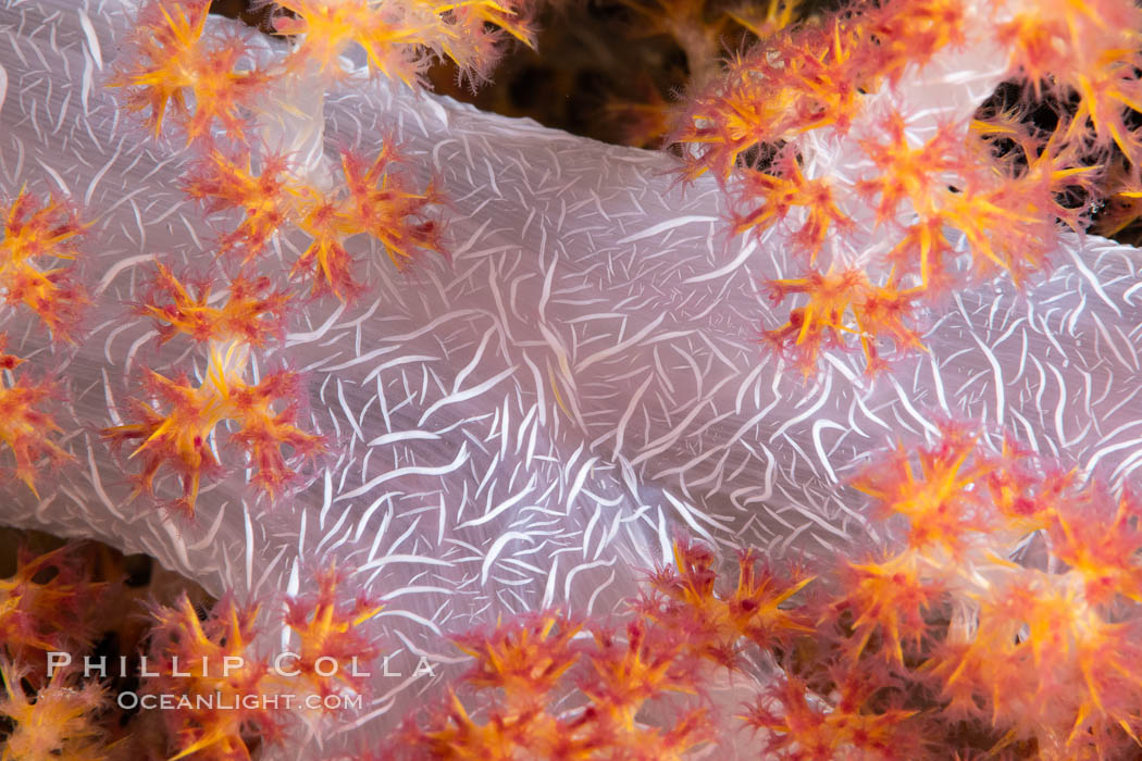 Dendronephthya soft coral detail including polyps and calcium carbonate spicules, Fiji, Dendronephthya