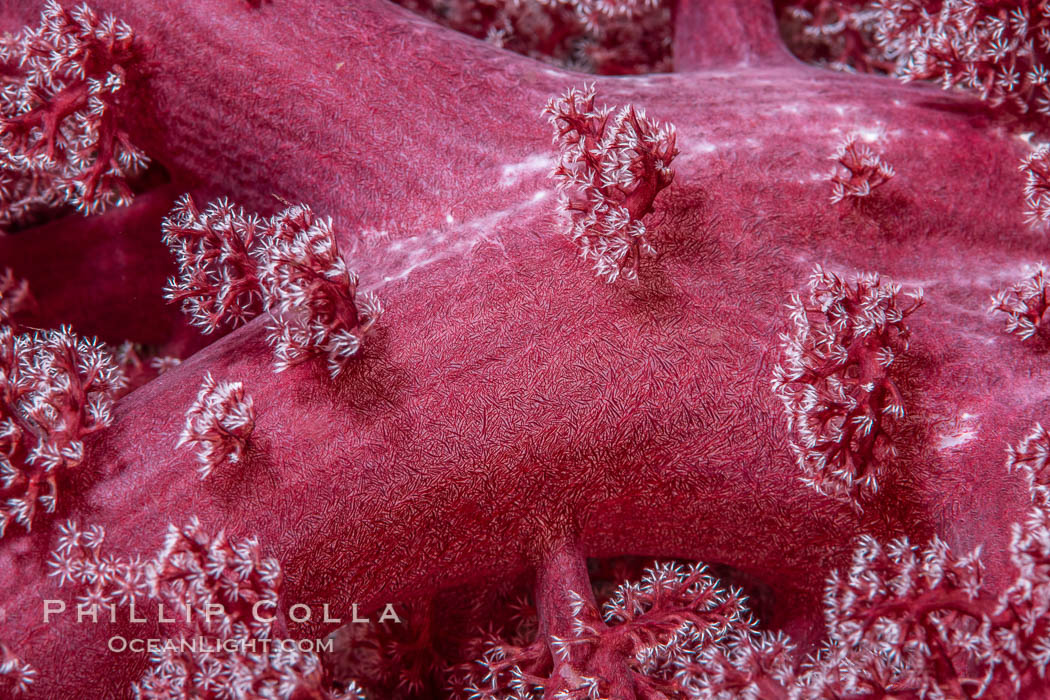 Dendronephthya soft coral detail including polyps and calcium carbonate spicules, Fiji, Dendronephthya, Namena Marine Reserve, Namena Island