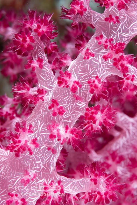 Dendronephthya soft coral detail including polyps and calcium carbonate spicules, Fiji., Dendronephthya, natural history stock photograph, photo id 34859