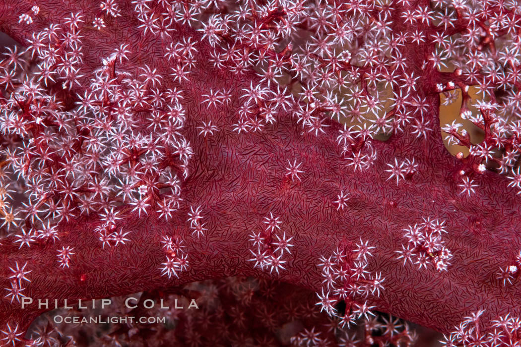 Dendronephthya soft coral detail including polyps and calcium carbonate spicules, Fiji., Dendronephthya, natural history stock photograph, photo id 34887