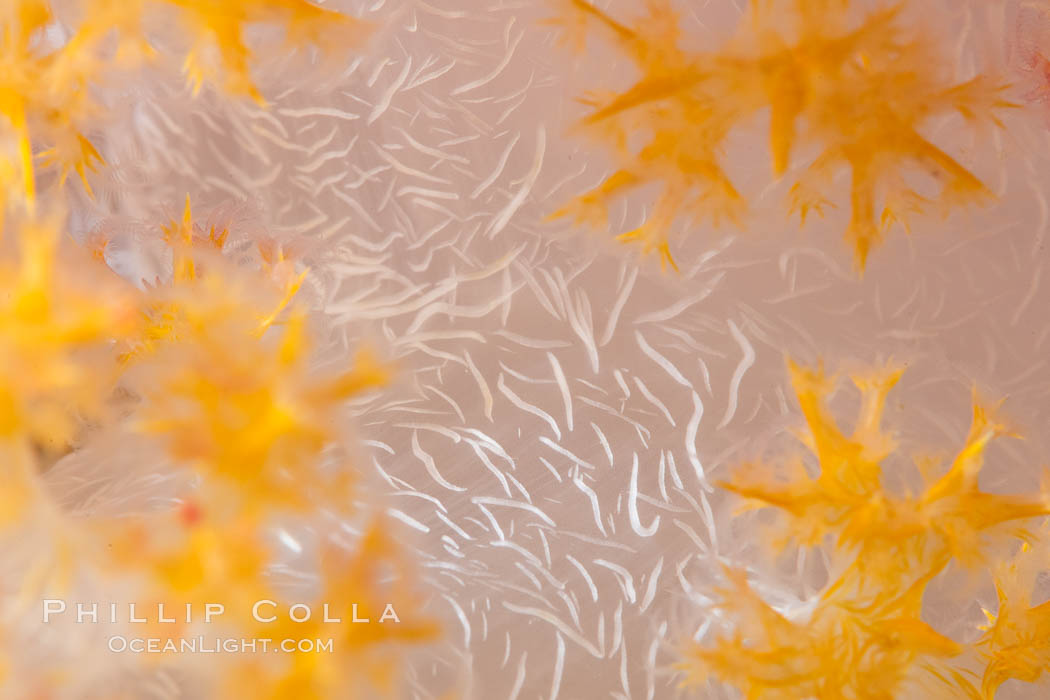 Dendronephthya soft coral detail including polyps and calcium carbonate spicules, Fiji., Dendronephthya, natural history stock photograph, photo id 34919