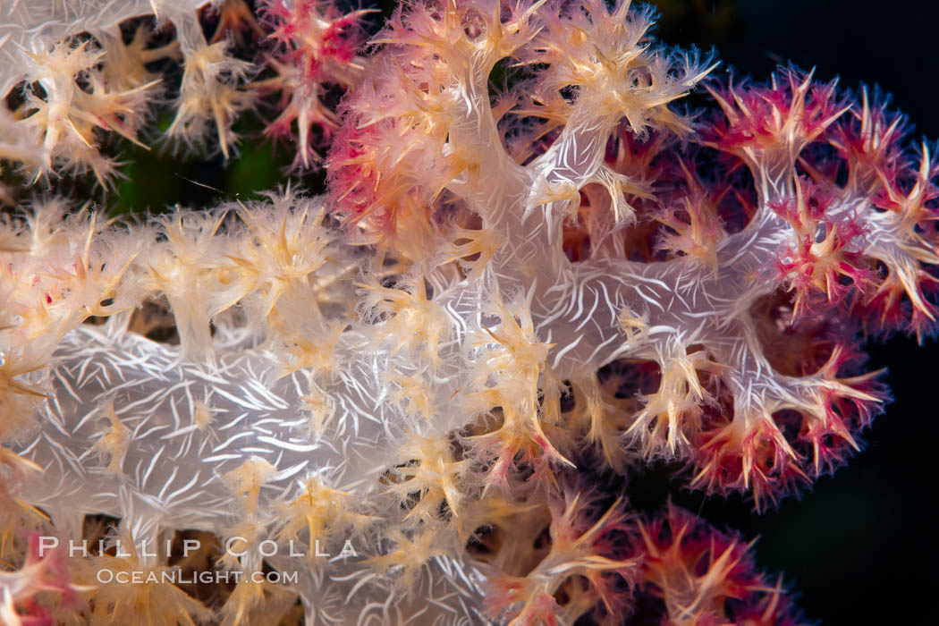 Dendronephthya soft coral detail including polyps and calcium carbonate spicules, Fiji. Namena Marine Reserve, Namena Island, Dendronephthya, natural history stock photograph, photo id 34947