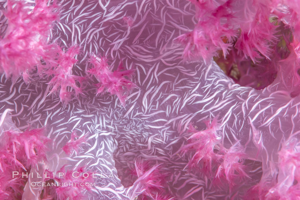 Dendronephthya soft coral detail including polyps and calcium carbonate spicules, Fiji. Namena Marine Reserve, Namena Island, Dendronephthya, natural history stock photograph, photo id 34997