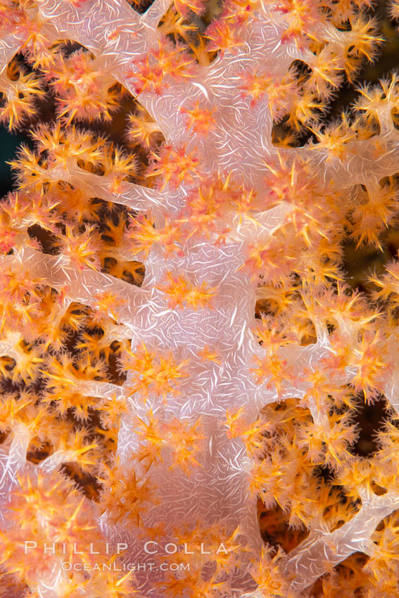 Dendronephthya soft coral detail including polyps and calcium carbonate spicules, Fiji. Namena Marine Reserve, Namena Island, Dendronephthya, natural history stock photograph, photo id 35001