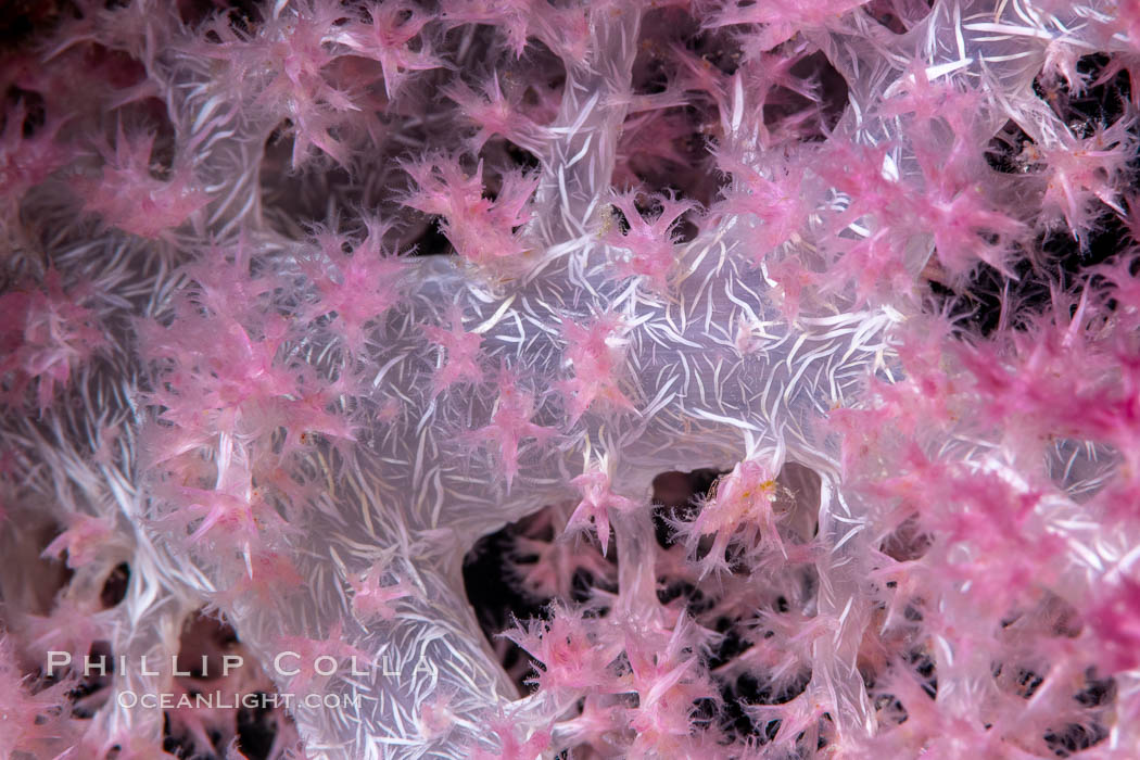 Dendronephthya soft coral detail including polyps and calcium carbonate spicules, Fiji. Namena Marine Reserve, Namena Island, Dendronephthya, natural history stock photograph, photo id 35005