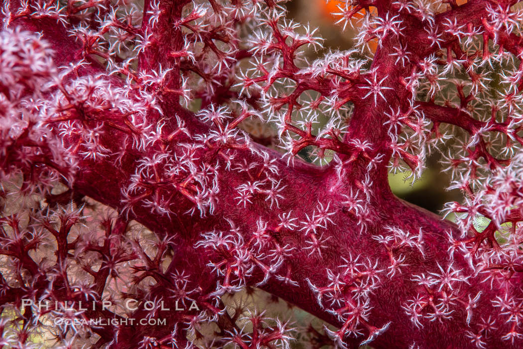 Dendronephthya soft coral detail including polyps and calcium carbonate spicules, Fiji. Namena Marine Reserve, Namena Island, Dendronephthya, natural history stock photograph, photo id 35009