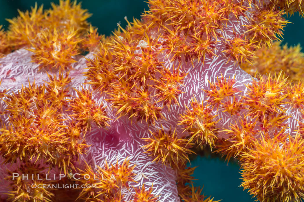 Dendronephthya soft coral detail including polyps and calcium carbonate spicules, Fiji. Makogai Island, Lomaiviti Archipelago, Dendronephthya, natural history stock photograph, photo id 31790