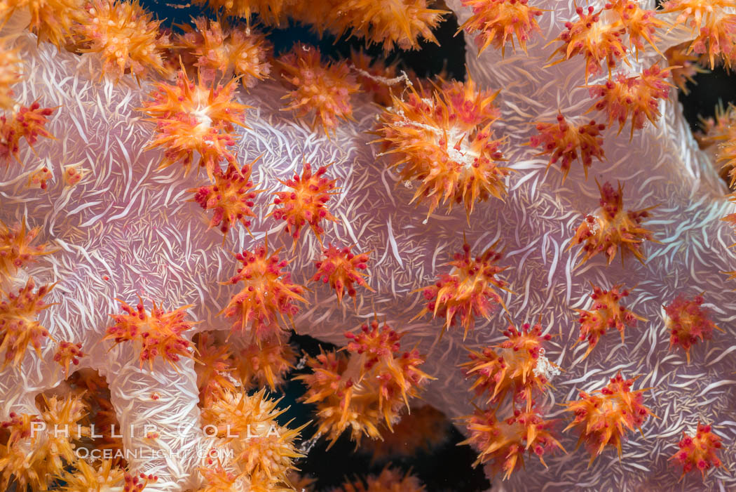Dendronephthya soft coral detail including polyps and calcium carbonate spicules, Fiji. Makogai Island, Lomaiviti Archipelago, Dendronephthya, natural history stock photograph, photo id 31564