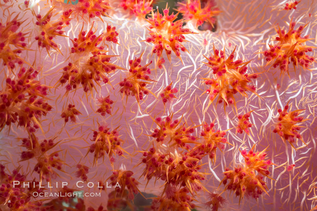 Dendronephthya soft coral detail including polyps and calcium carbonate spicules, Fiji. Makogai Island, Lomaiviti Archipelago, Dendronephthya, natural history stock photograph, photo id 31453