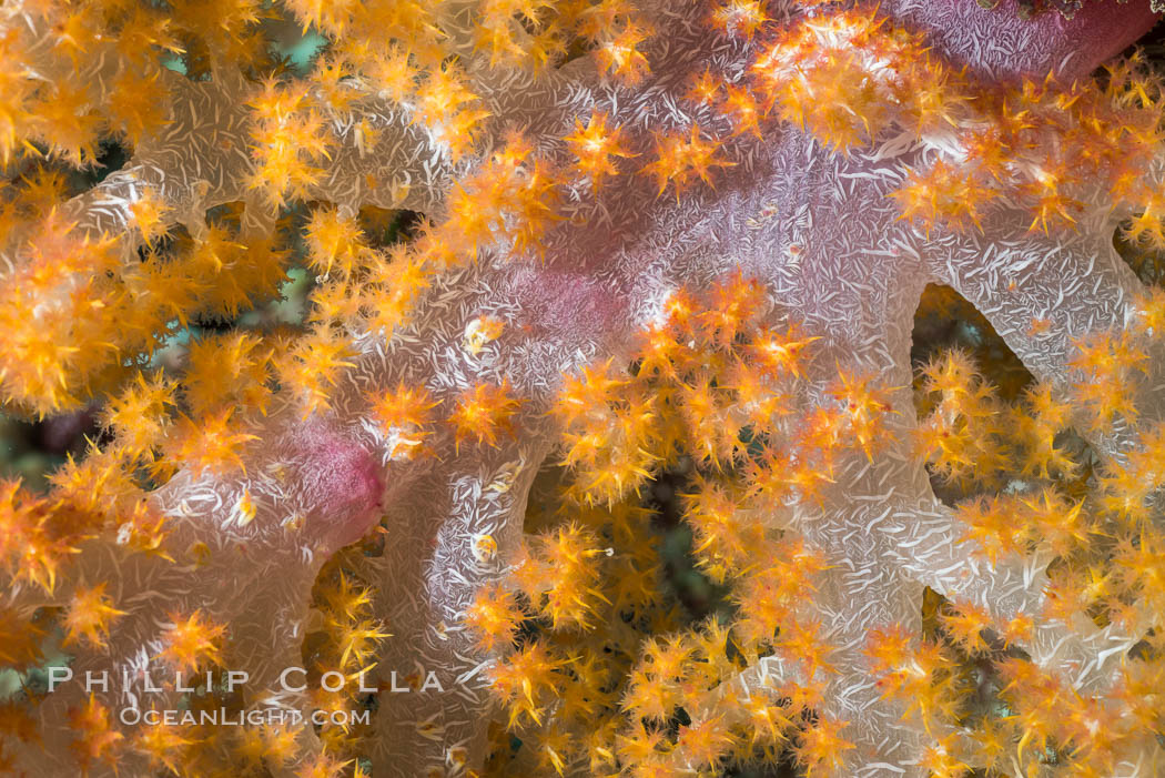 Dendronephthya soft coral detail including polyps and calcium carbonate spicules, Fiji. Makogai Island, Lomaiviti Archipelago, Dendronephthya, natural history stock photograph, photo id 31797