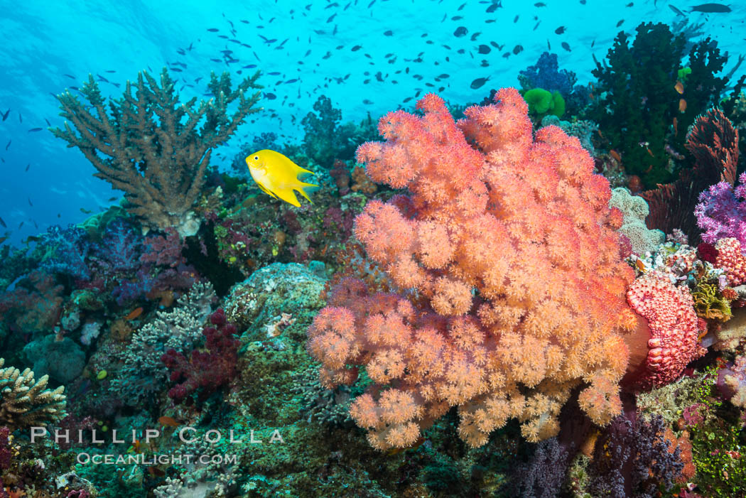 Dendronephthya soft coral inflated in ocean current, filtering plankton, Fiji. Namena Marine Reserve, Namena Island, Dendronephthya, natural history stock photograph, photo id 31832