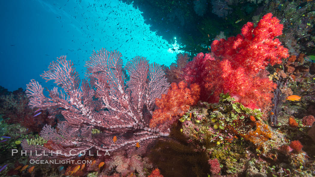 Dendronephthya soft corals and alcyonacea gorgonian sea fans, on pristine south Pacific coral reef, Fiji. Namena Marine Reserve, Namena Island, Dendronephthya, Gorgonacea, natural history stock photograph, photo id 31574