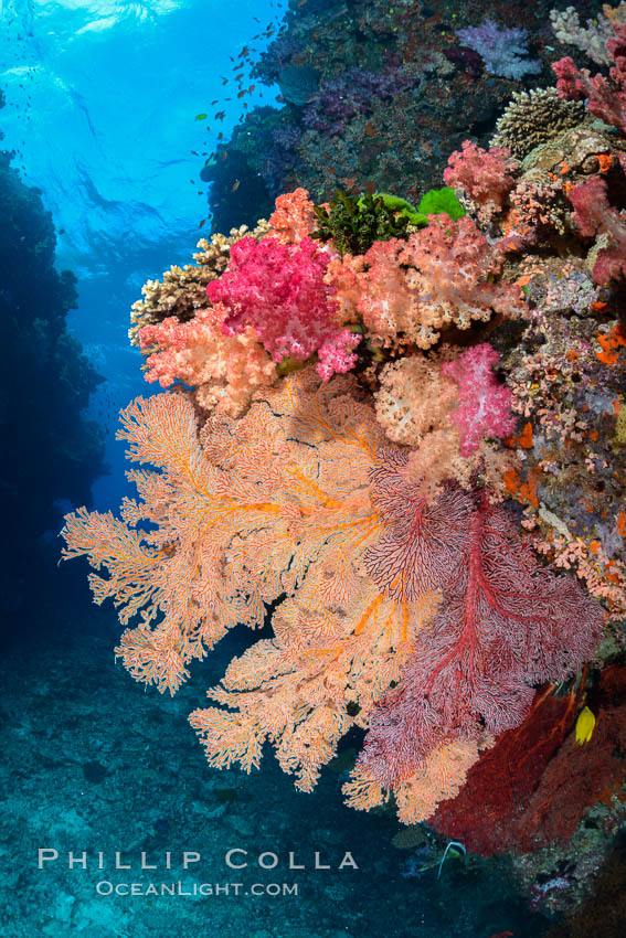 Dendronephthya soft corals and alcyonacea gorgonian sea fans, on pristine south Pacific coral reef, Fiji., Dendronephthya, Gorgonacea, natural history stock photograph, photo id 31848