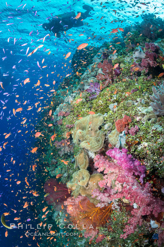 Colorful Dendronephthya soft corals and schooling Anthias fish on coral reef, Fiji. Vatu I Ra Passage, Bligh Waters, Viti Levu  Island, Dendronephthya, Pseudanthias, natural history stock photograph, photo id 31633