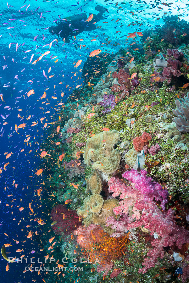 Colorful Dendronephthya soft corals and schooling Anthias fish on coral reef, Fiji., Dendronephthya, Pseudanthias, natural history stock photograph, photo id 31633