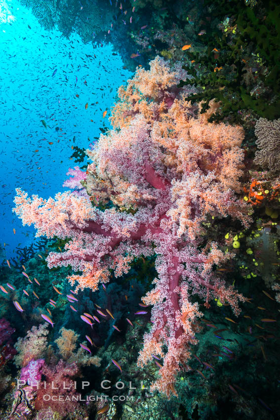 Dendronephthya Soft Corals on a Coral Reef, Fiji. Namena Marine Reserve, Namena Island, Dendronephthya, natural history stock photograph, photo id 31803