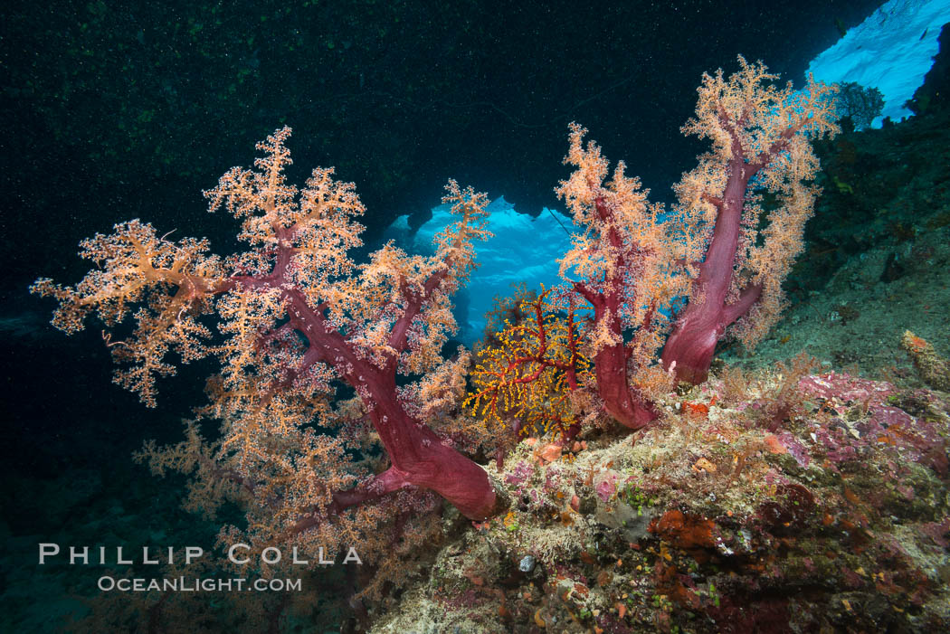 Dendronephthya Soft Corals on a Coral Reef, Fiji. Vatu I Ra Passage, Bligh Waters, Viti Levu  Island, Dendronephthya, natural history stock photograph, photo id 31705
