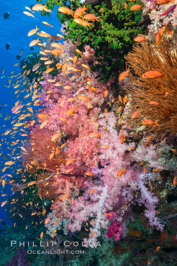 Vibrant Dendronephthya soft corals, green fan coral and schooling Anthias fish on coral reef, Fiji. Vatu I Ra Passage, Bligh Waters, Viti Levu  Island, Dendronephthya, Pseudanthias, Tubastrea micrantha, natural history stock photograph, photo id 31352