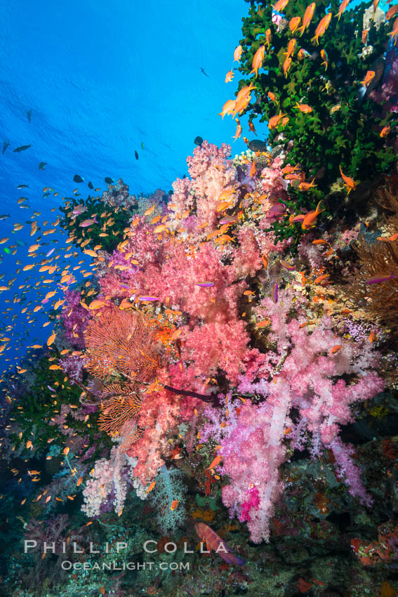 Vibrant Dendronephthya soft corals, green fan coral and schooling Anthias fish on coral reef, Fiji. Vatu I Ra Passage, Bligh Waters, Viti Levu  Island, Dendronephthya, Pseudanthias, natural history stock photograph, photo id 31649