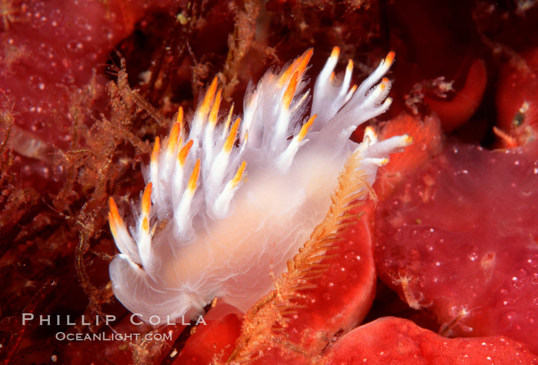Nudibranch. San Miguel Island, California, USA, Dendronotus albus, natural history stock photograph, photo id 01067
