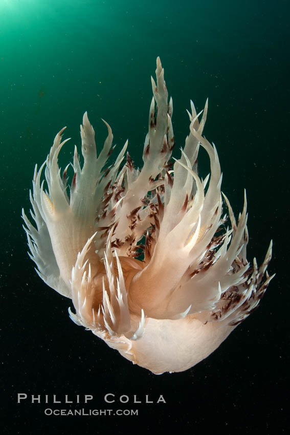 Dendronotus iris swimming nudibranch, Browning Pass, Vancouver Island. British Columbia, Canada, Dendronotus iris, natural history stock photograph, photo id 35388