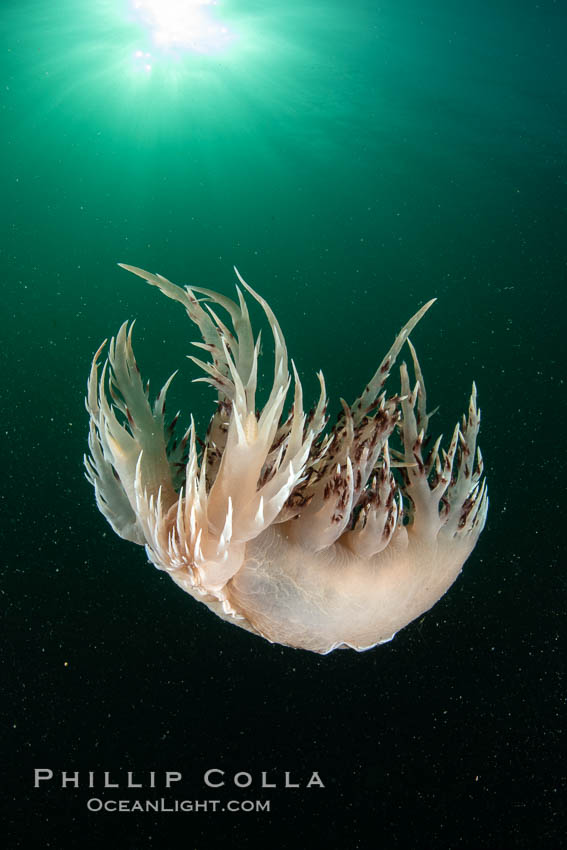 Dendronotus iris swimming nudibranch, Browning Pass, Vancouver Island. British Columbia, Canada, Dendronotus iris, natural history stock photograph, photo id 35532