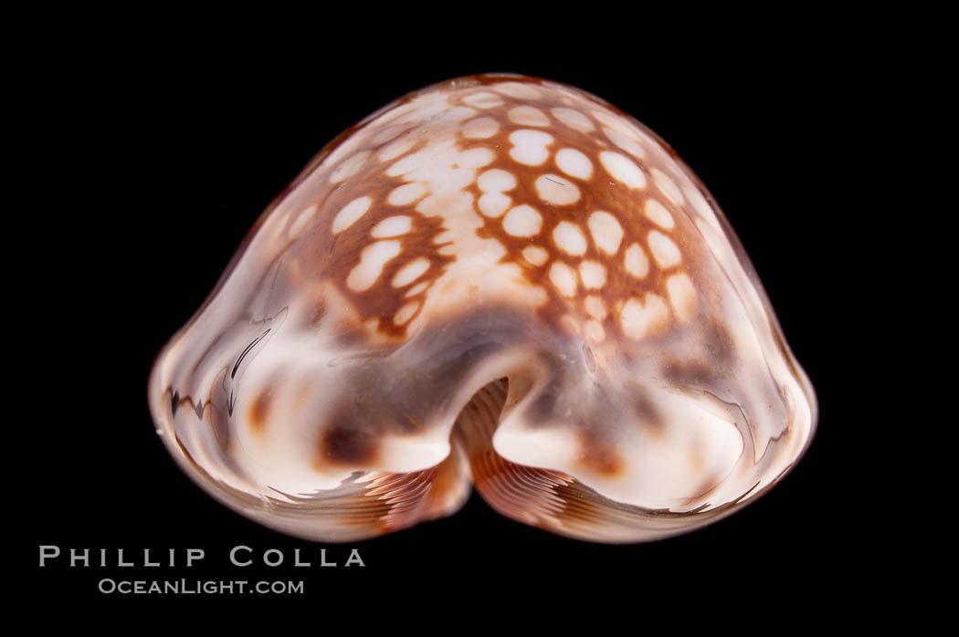 Depressed Cowrie., Cypraea depressa, natural history stock photograph, photo id 08564