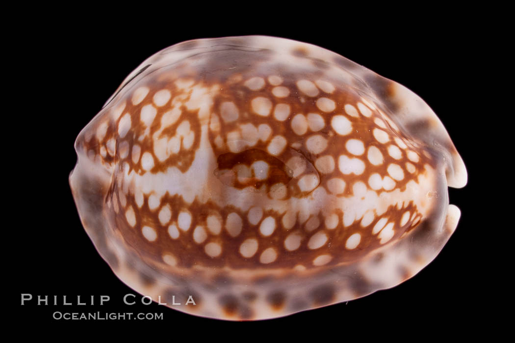 Depressed Cowrie., Cypraea depressa, natural history stock photograph, photo id 08561